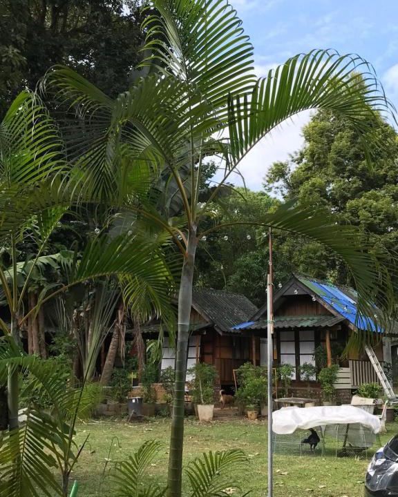 Ko Chang Ski Chalet | บ้านตำหนักช้าง