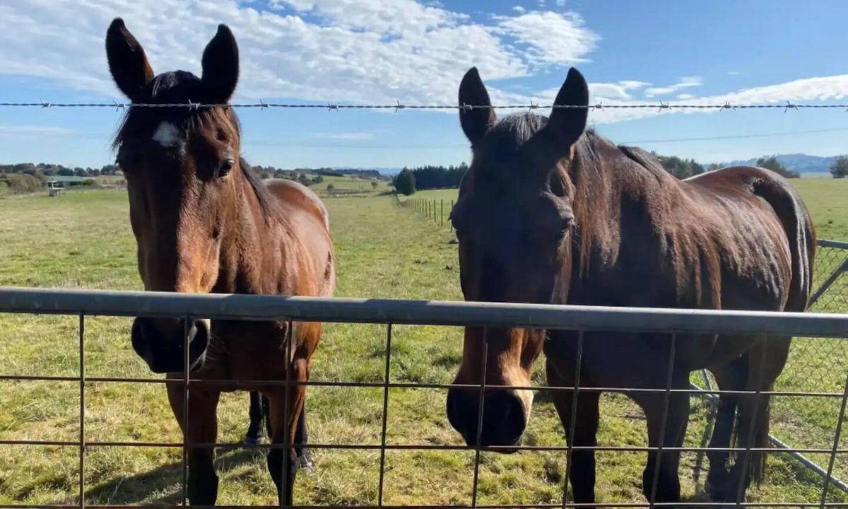Marchmont House | Escape city life and immerse in Yass' serenity at Original Farm.