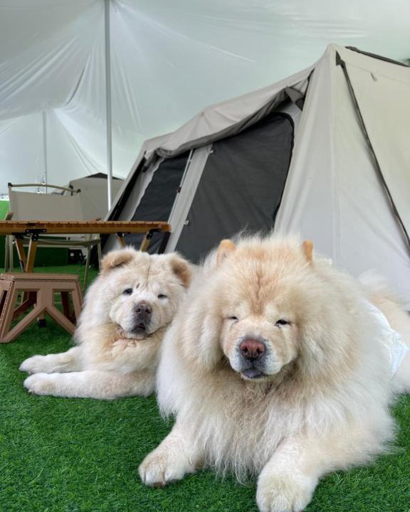 Genting Highlands Other | iGo Glamz 爱狗露营 Pet Friendly Glamping