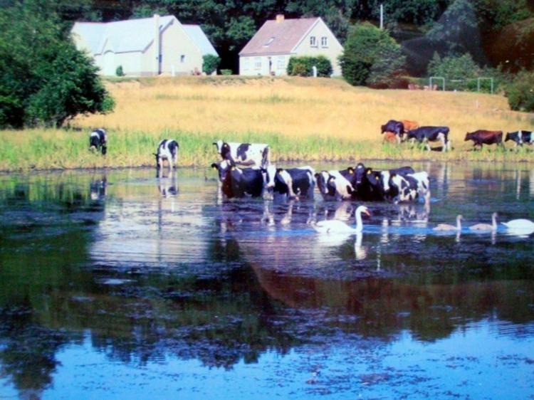Bredsten Bed & Breakfast | Stunning Holiday Home in Bl vand with Sauna