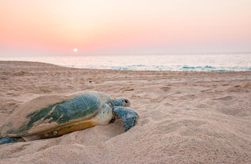 Al Hadd Hotel | Hotel Ras Al Hadd Beach Holiday