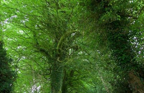 Graiguenamanagh House | Kilkenny Fairy Hideaway in Barn Conversion