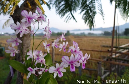 Pua House | NON NA PUA - นอนนา ปัว