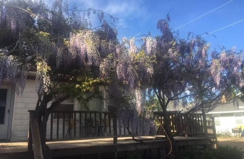 Monticello Cottage | Wisteria Vine Cottage