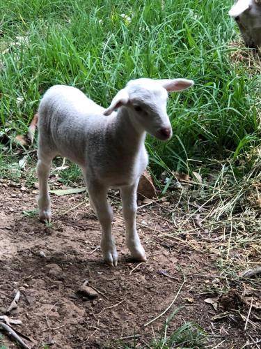 Photo of Others in Kurrajong