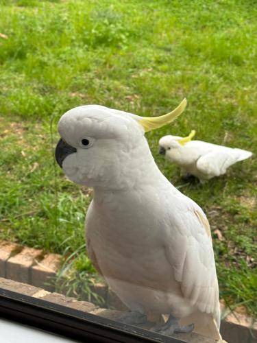 Photo of Others in Katoomba