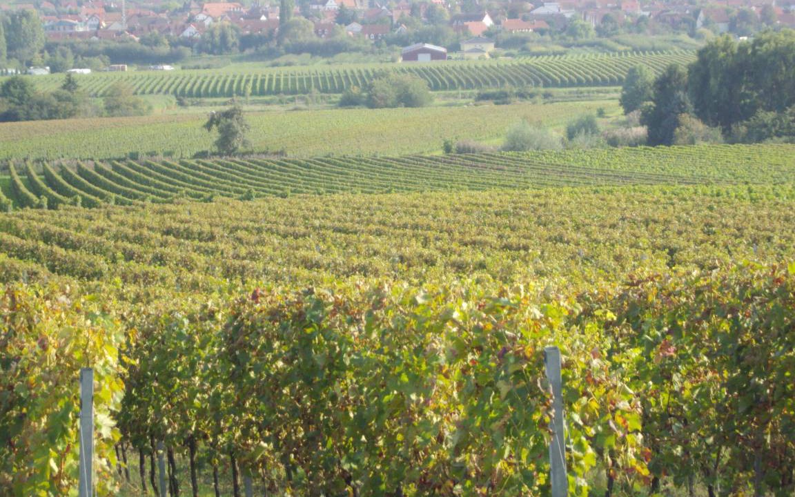 Photo of Others in Freinsheim