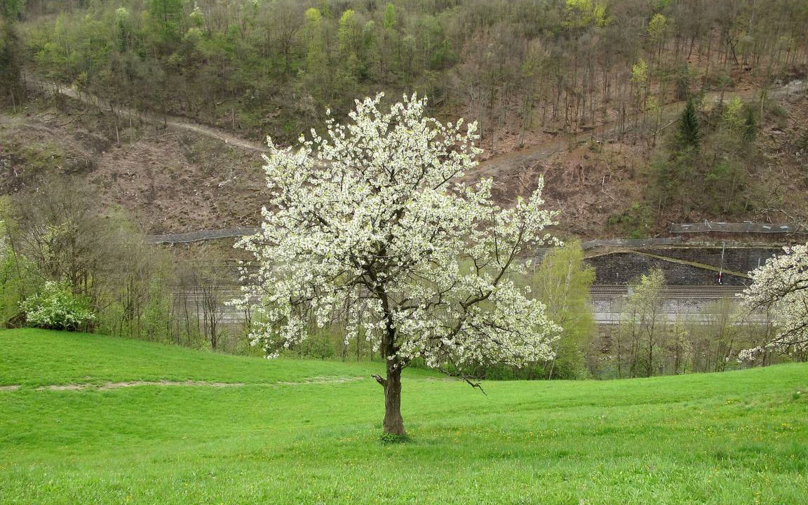 Photo of Others in Goldegg