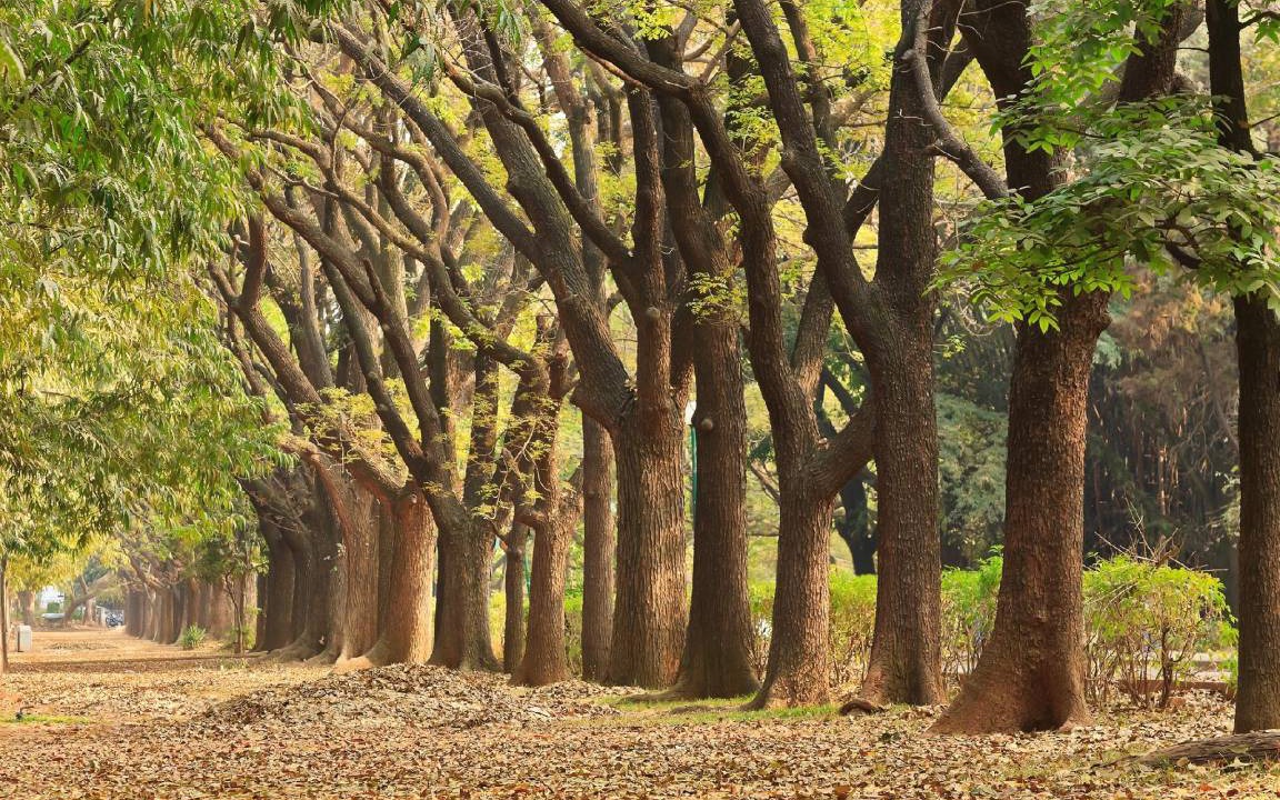 Photo of Others in Jayanagar