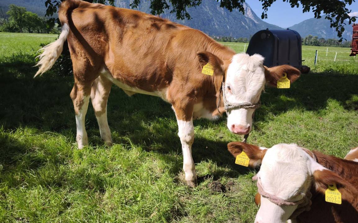 Photo of Others in Strass im Zillertal