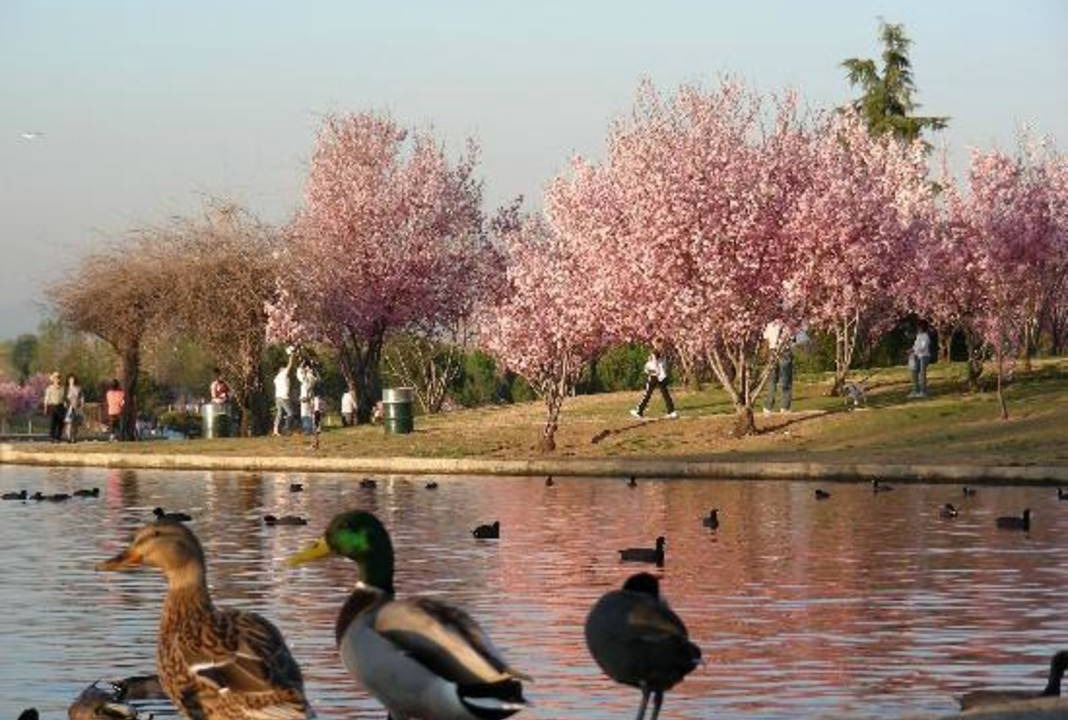 Photo of Others in Lake Balboa