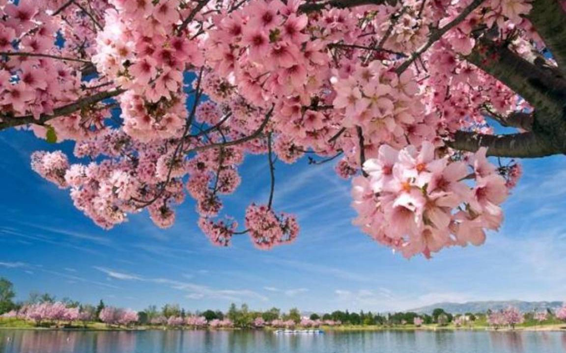 Photo of Others in Lake Balboa