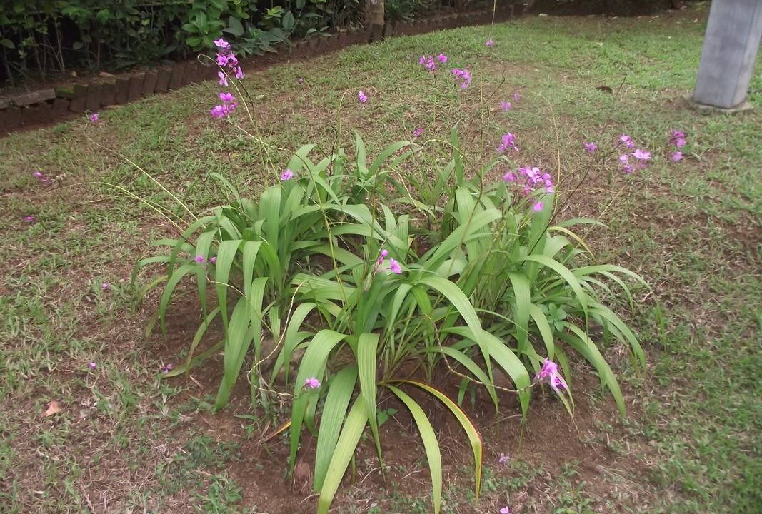 Photo of Outdoor in Walapane