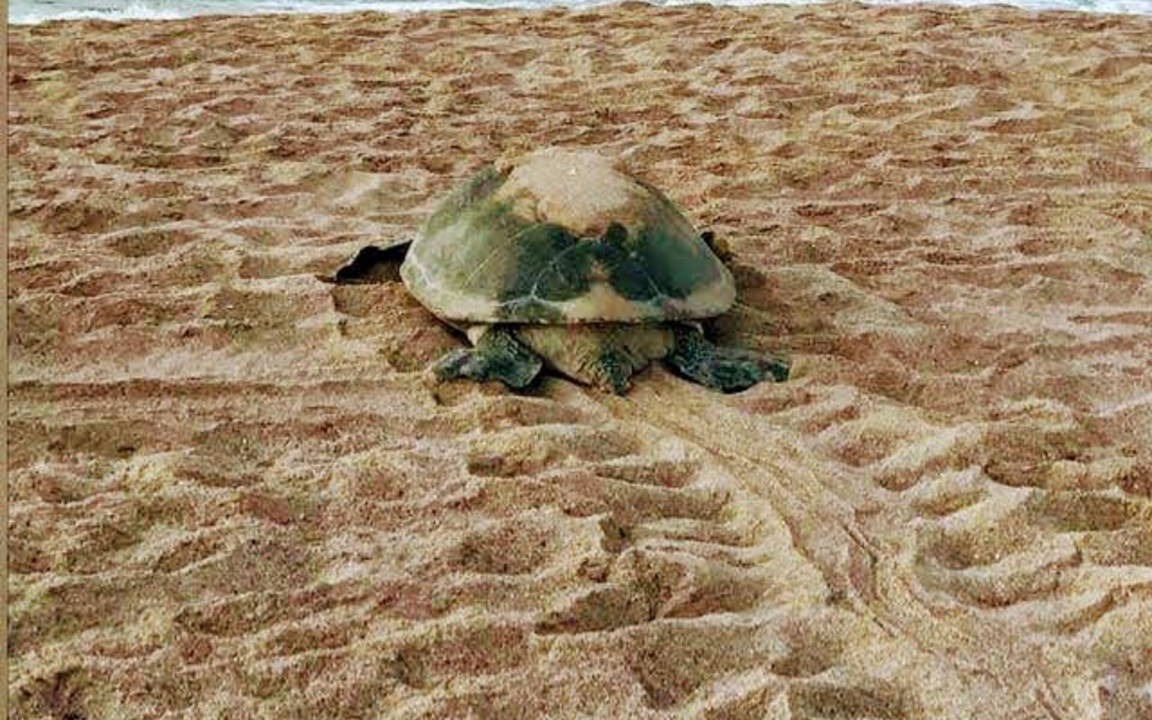 Photo of Others in Al Hadd