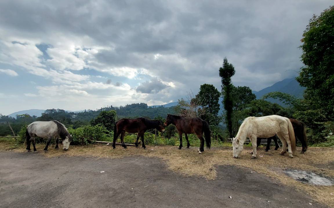 Photo of Others in Pelling