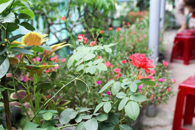 Photo of Others in Huong Thuy