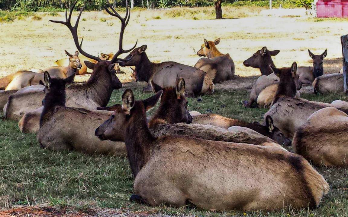 Photo of Others in Orick