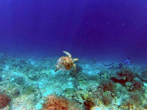 Photo of Others in Bira