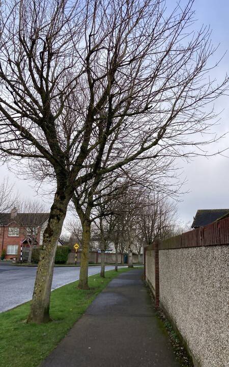Photo of Others in Naas