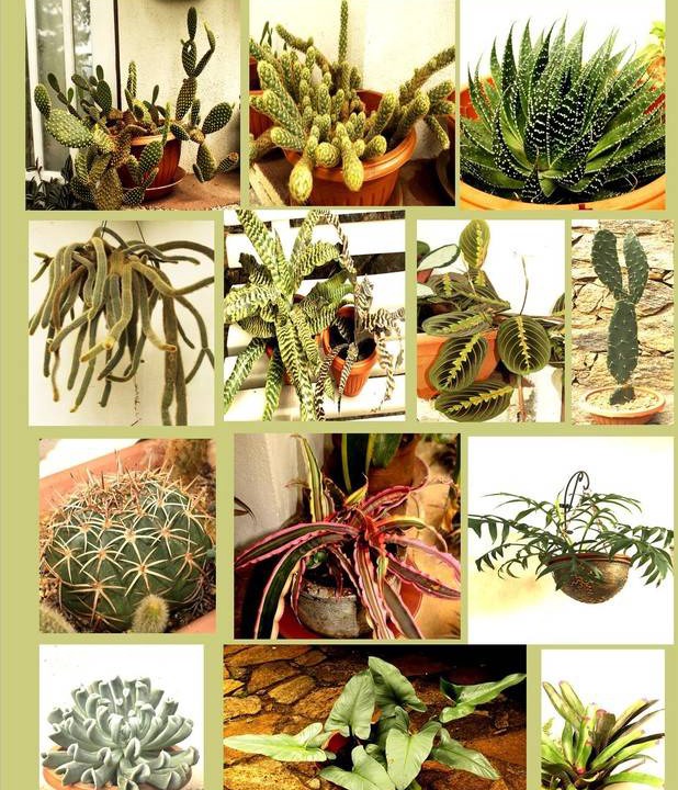 Photo of Others in Moragolla
