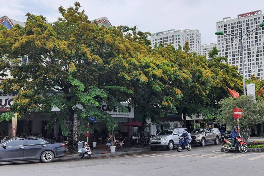 Photo of Others in Ba Dinh