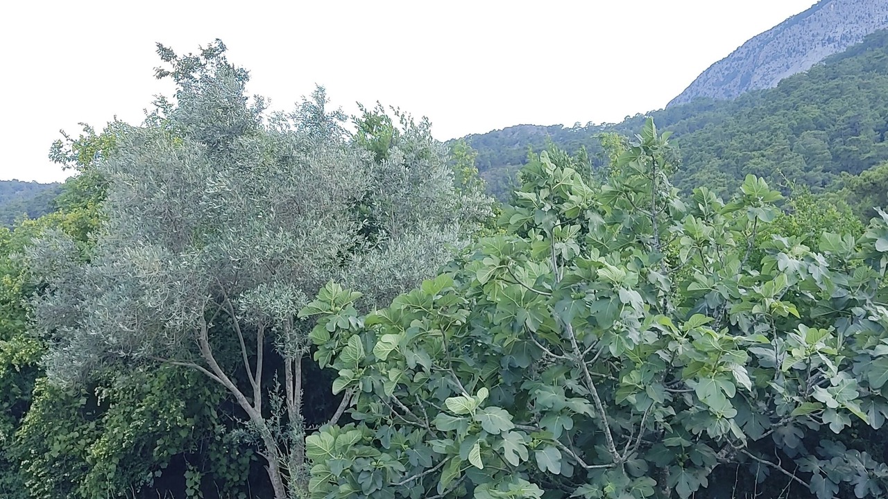 Photo of Outdoor in Beldibi
