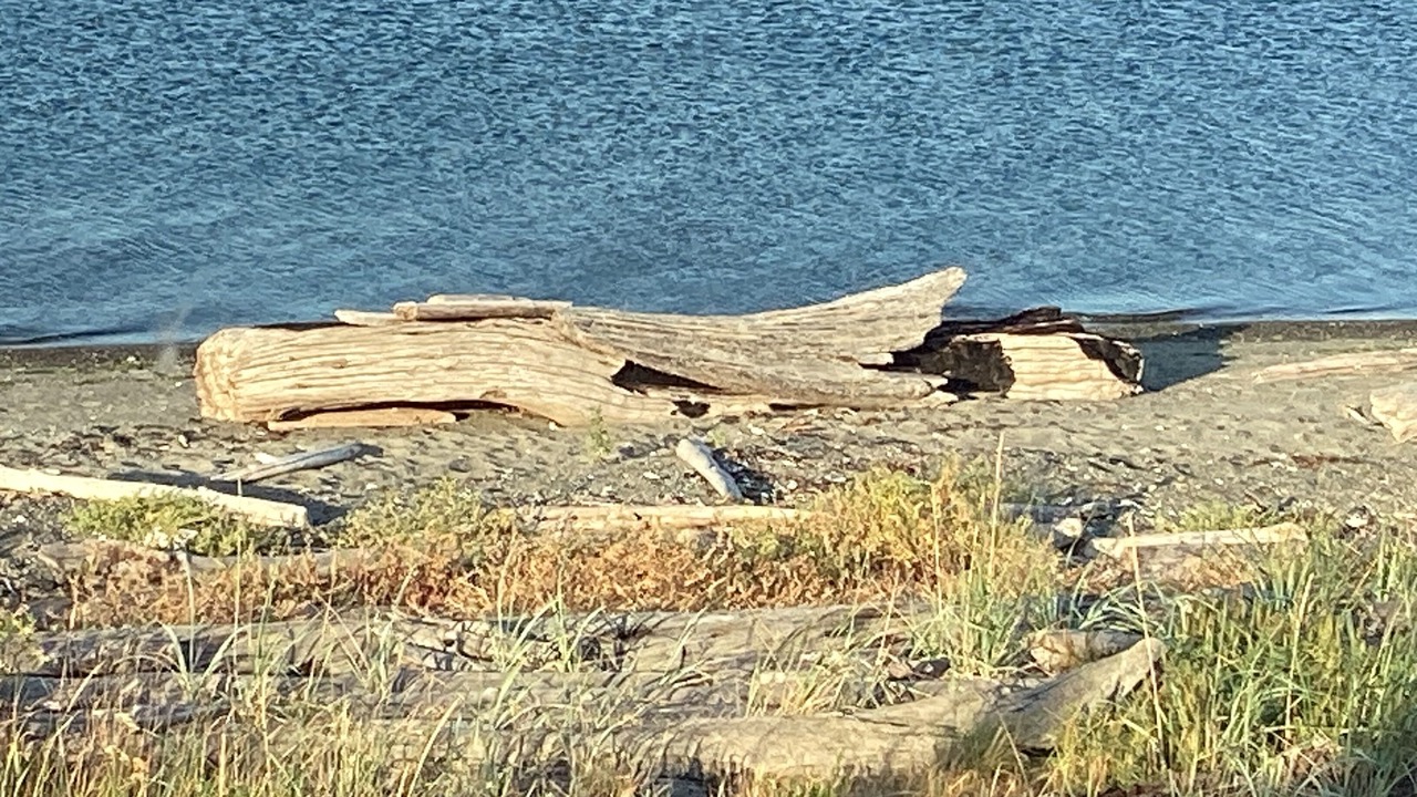 Photo of Others in Sequim