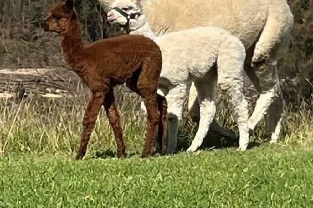 Photo of Others in Yarramundi