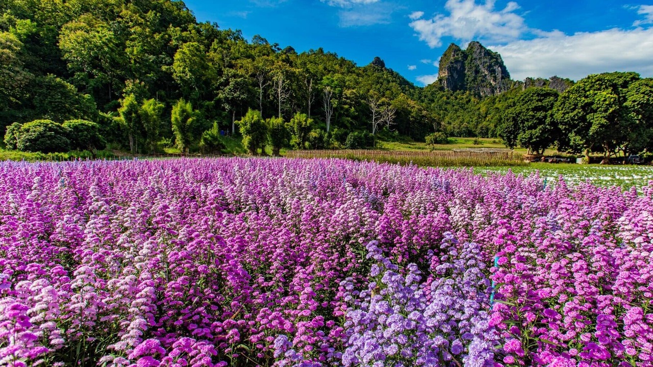 Photo of Others in Chiang Dao