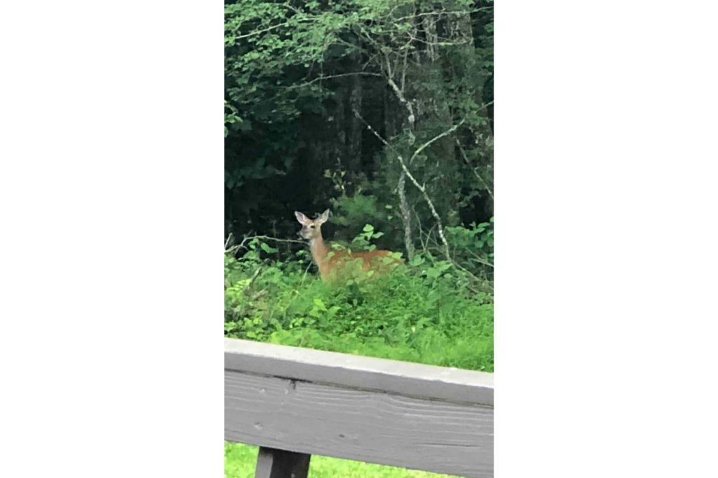 Photo of Others in Pipestem