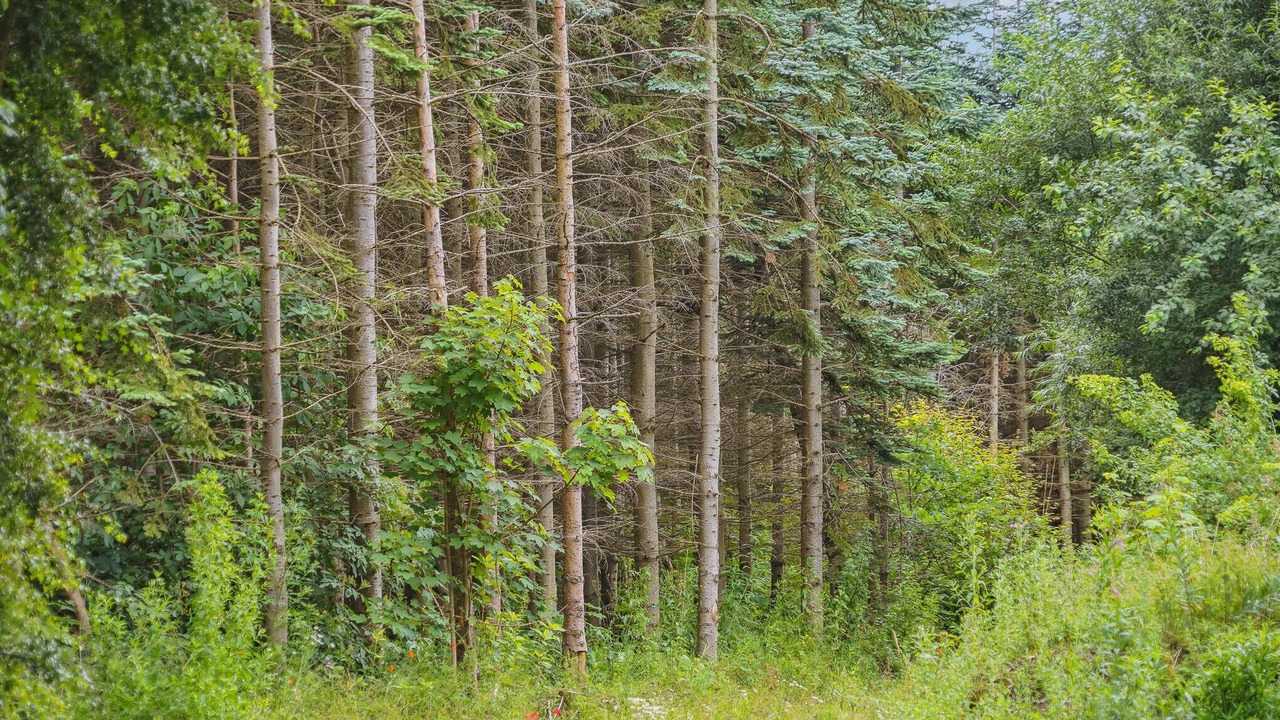 Photo of Others in Kolt Hasselager