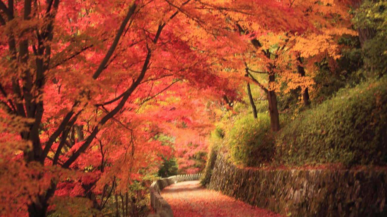 Photo of Outdoor in Yoshino