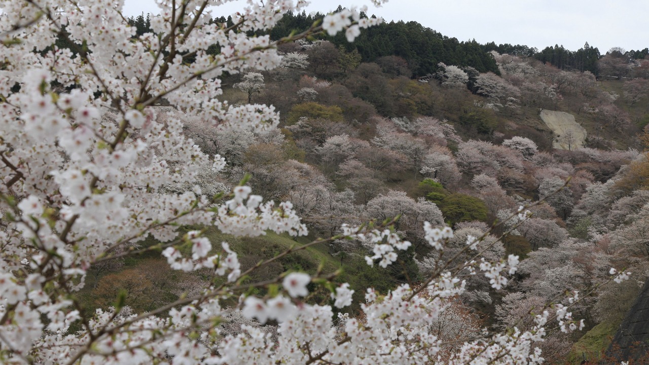 Photo of Others in Yoshino