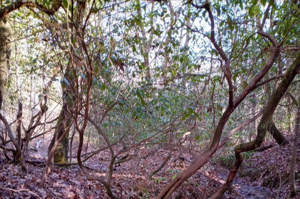 Photo of Outdoor in Murphy