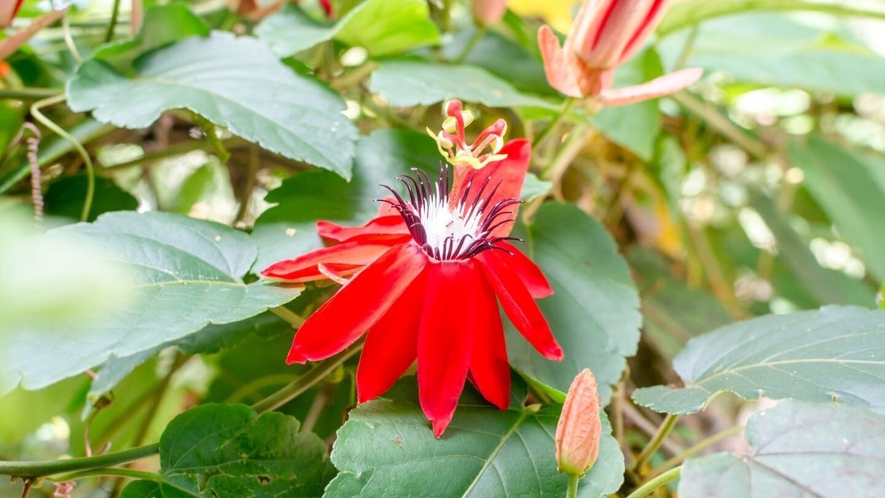 Photo of Outdoor in Ciudad Cariari