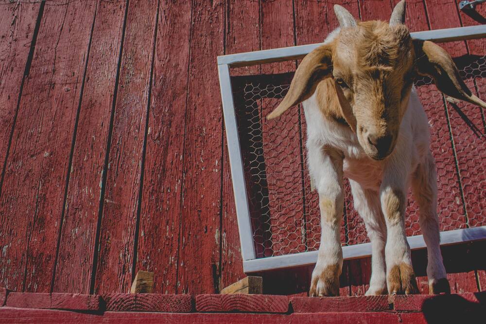 Photo of Others in Lynchburg