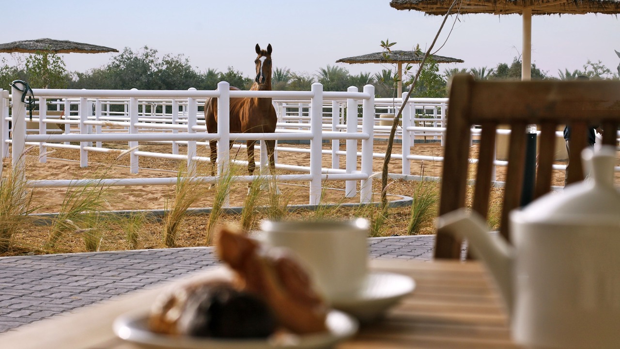 Photo of Others in Sir Bani Yas Island