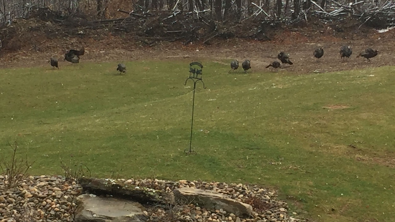 Photo of Outdoor in Ralston