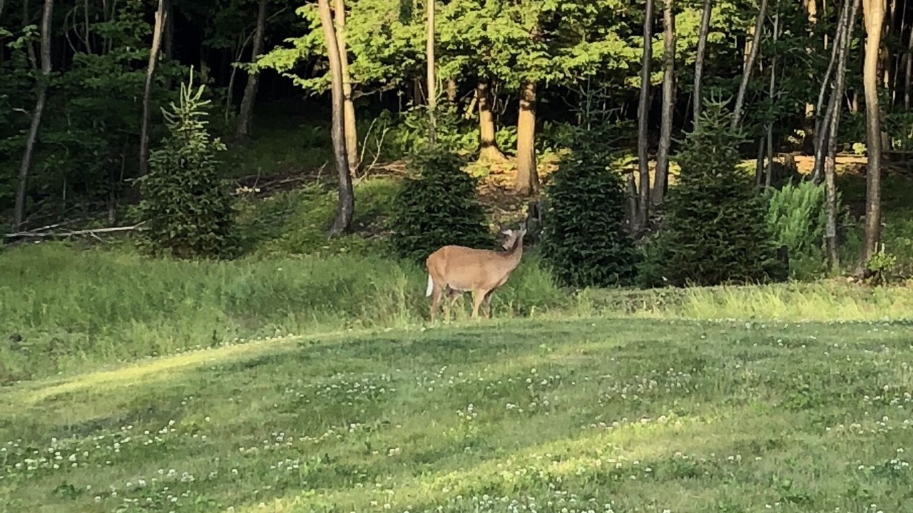 Photo of Outdoor in Ralston