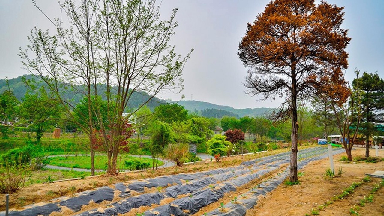 Photo of Others in Yongin