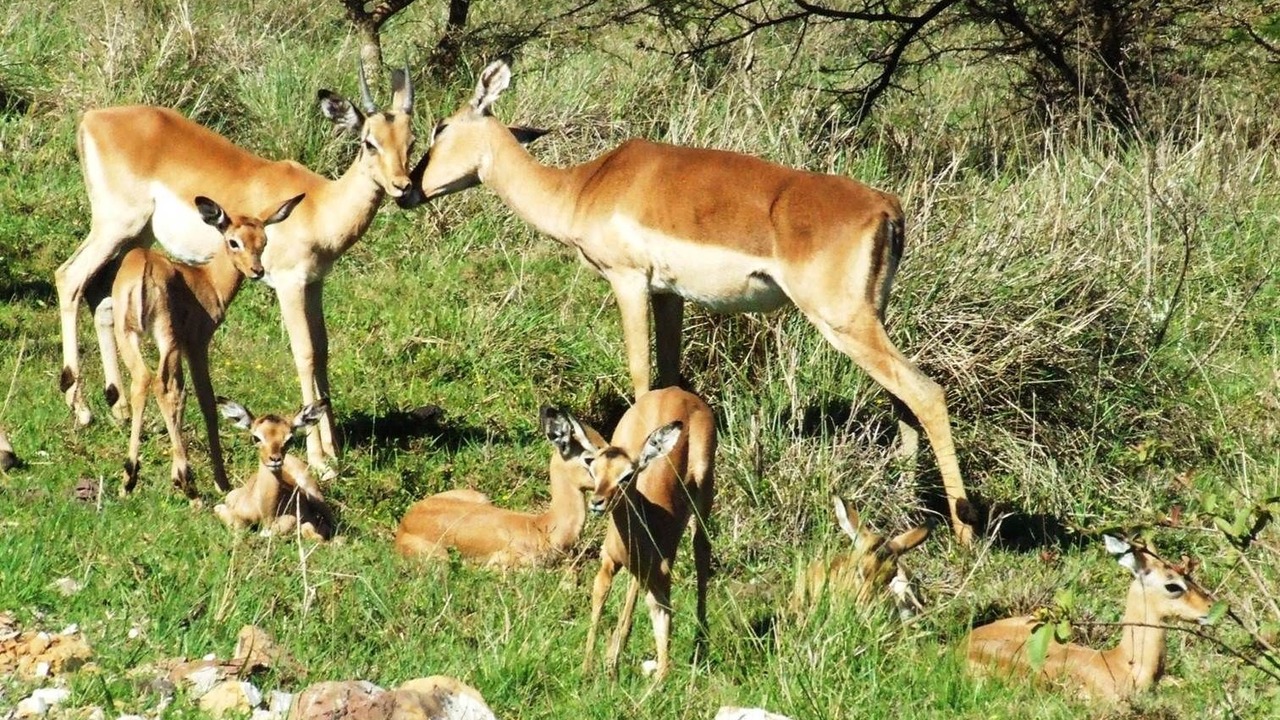 Photo of Others in Chintsa