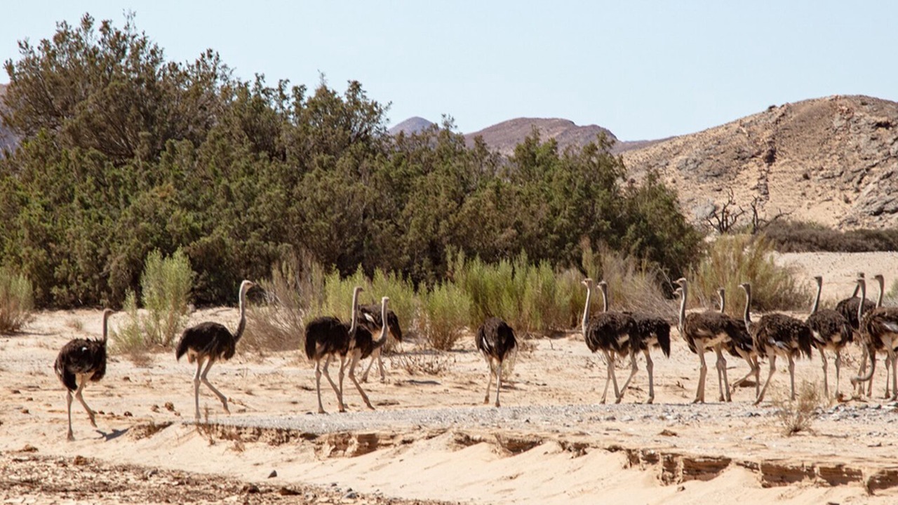 Photo of Others in Khowarib