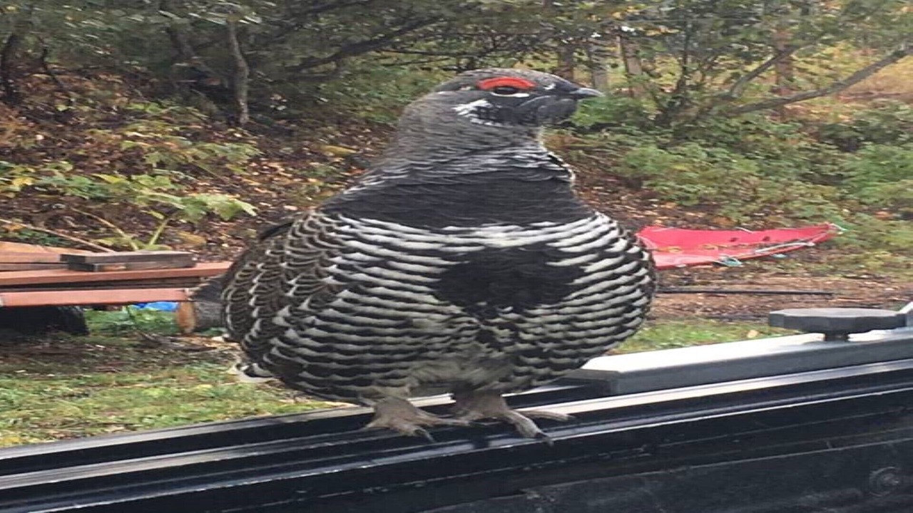 Photo of Outdoor in McCarthy