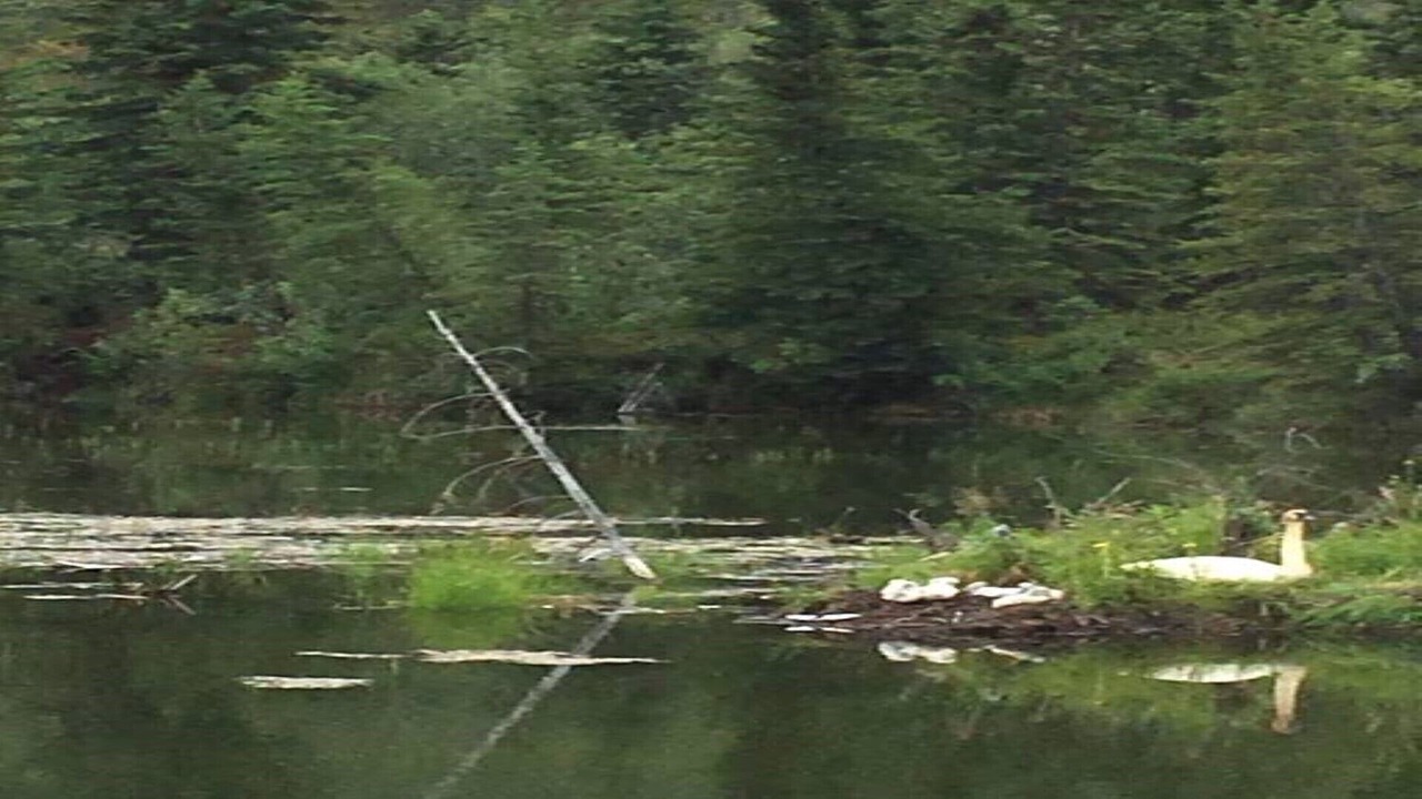 Photo of Others in McCarthy