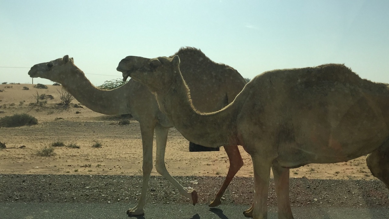 Photo of Others in Al Hamra Village