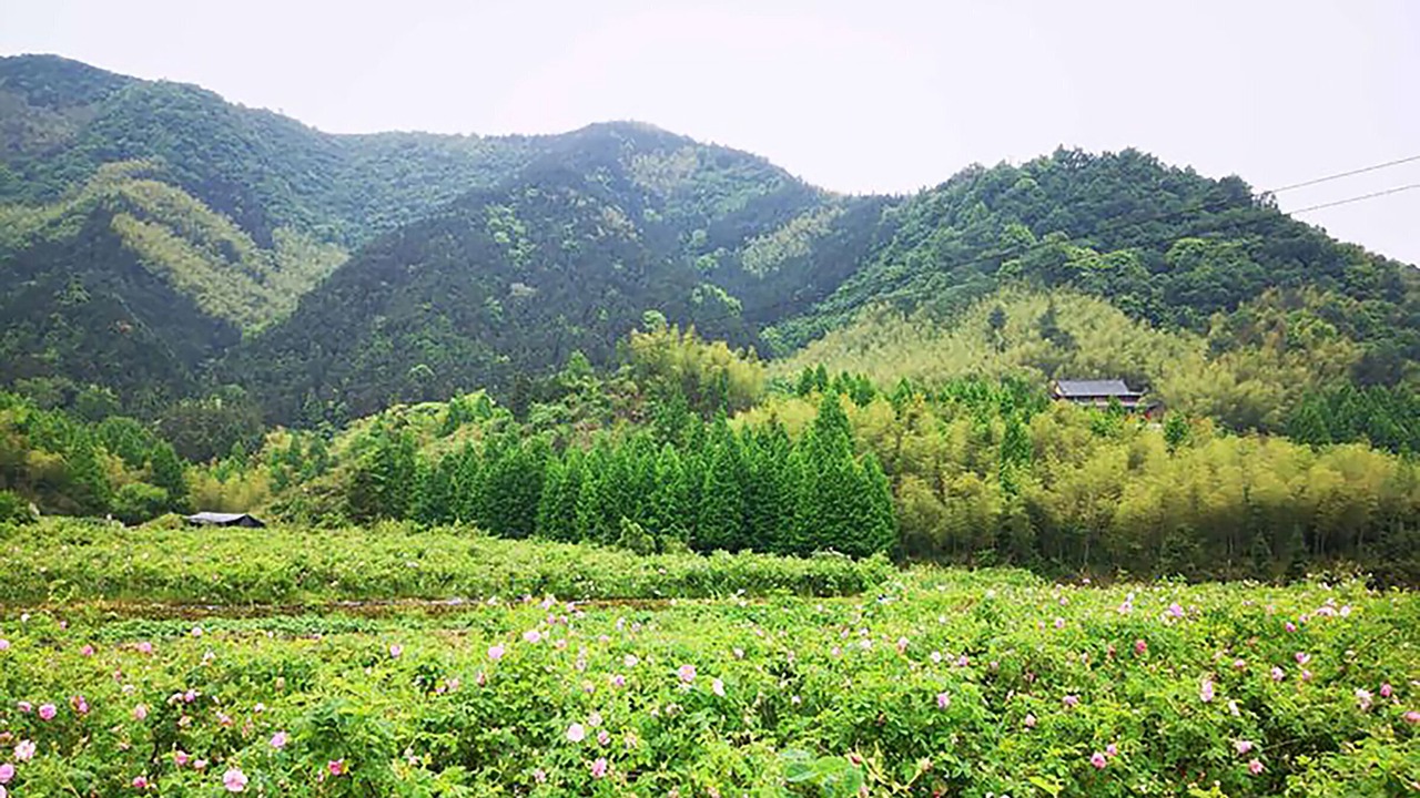 Photo of Others in Tunxi