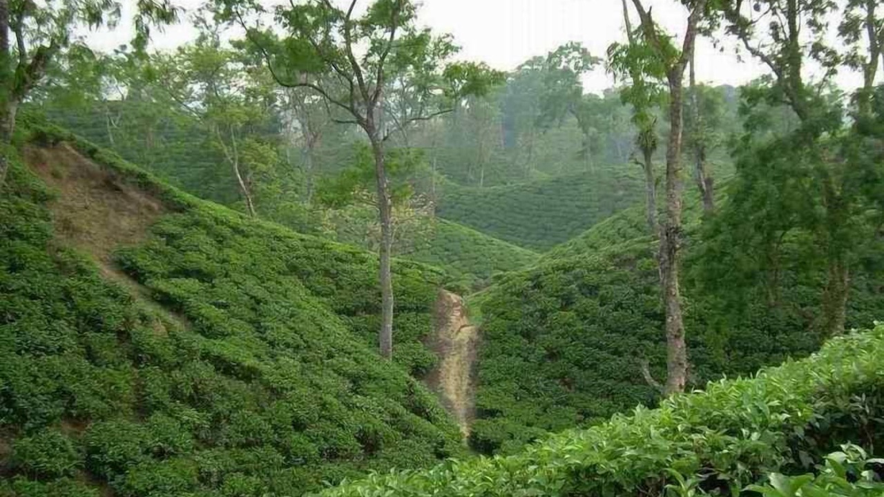 Photo of Outdoor in Sreemangal Upazila