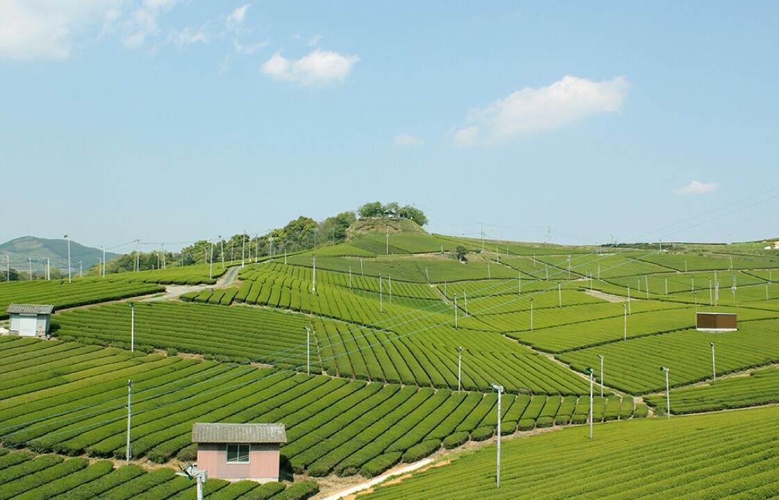 Photo of Others in Kurogi