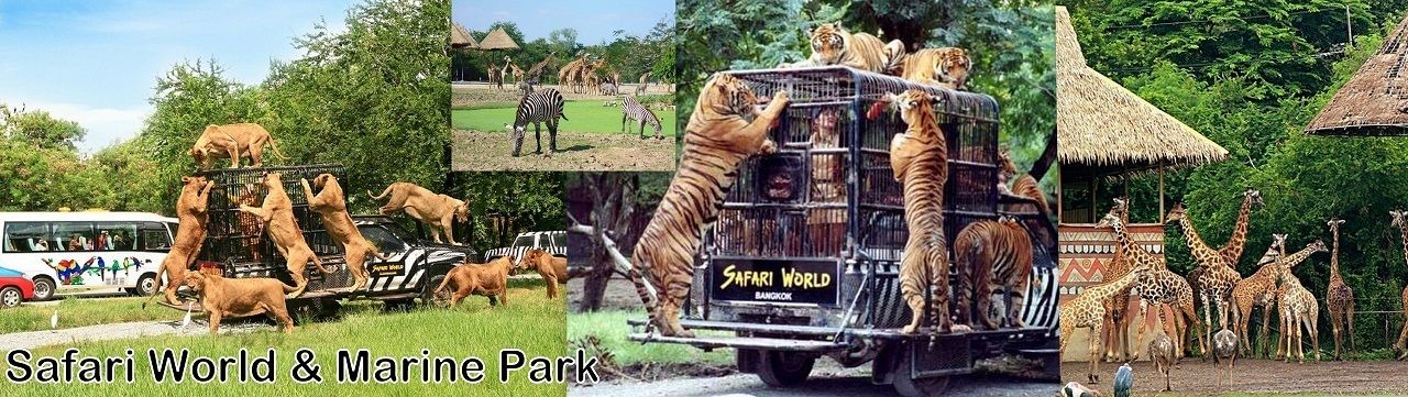 Photo of Others in Don Muang