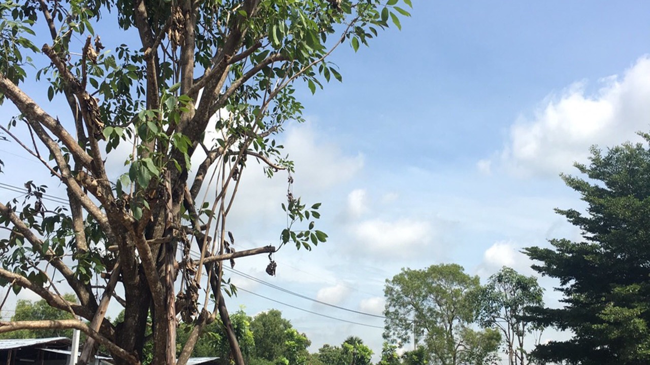 Photo of Others in Rangsit